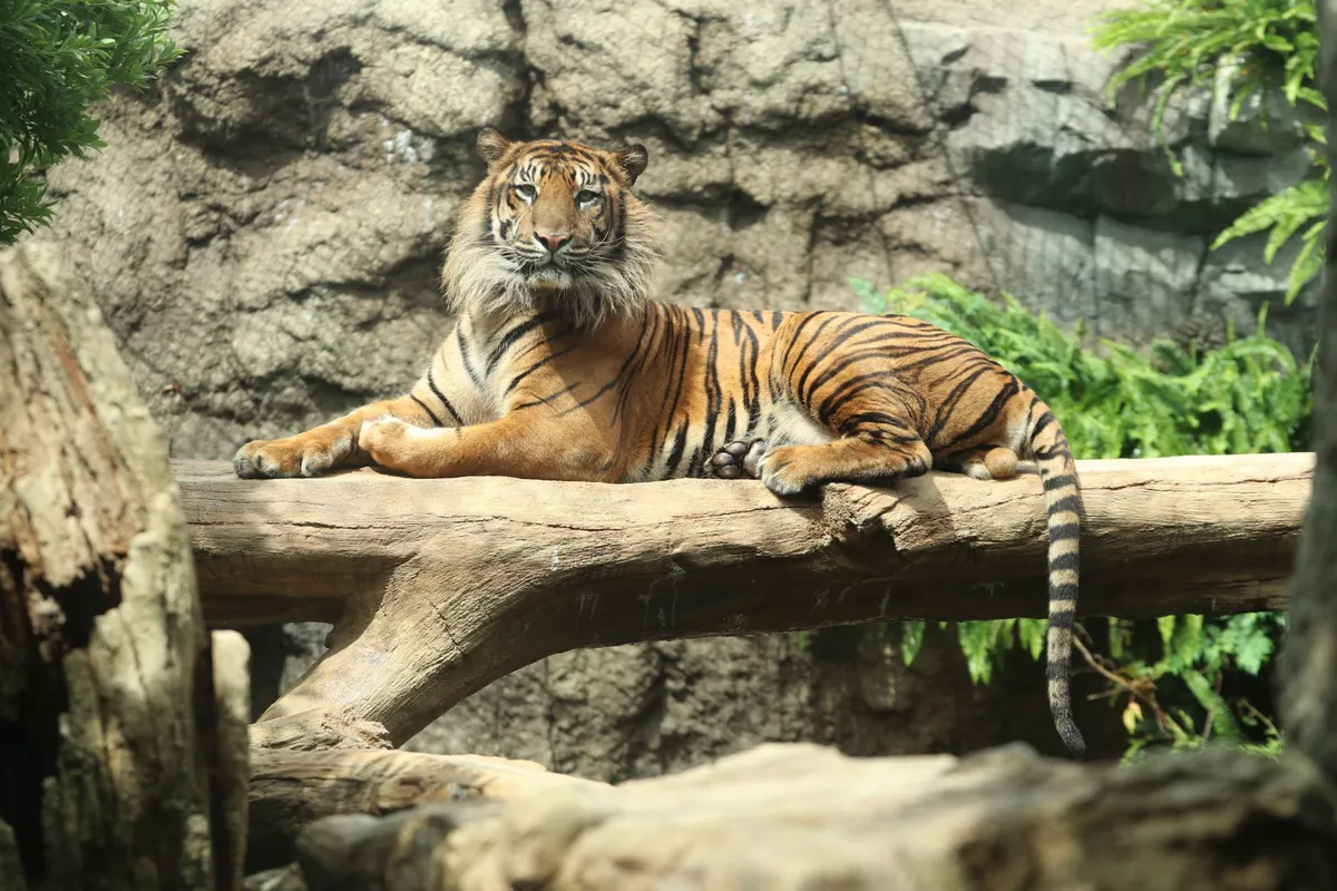 スマトラトラ生態園